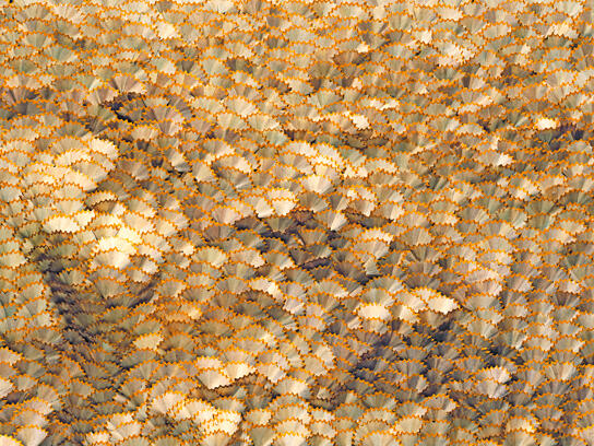 Untuk tahu foto-foto ini, mungkin kudu liat lebih dari sekali.