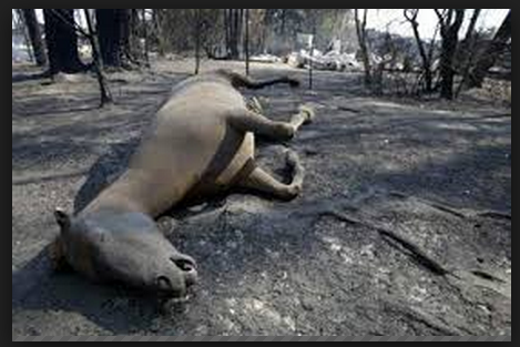 Kebakaran Di Hutan Kalimantan, Piton ini mati terpanggang bersama telurnya