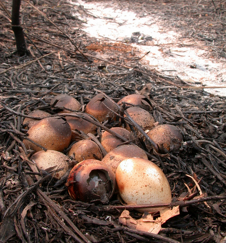 Kebakaran Di Hutan Kalimantan, Piton ini mati terpanggang bersama telurnya