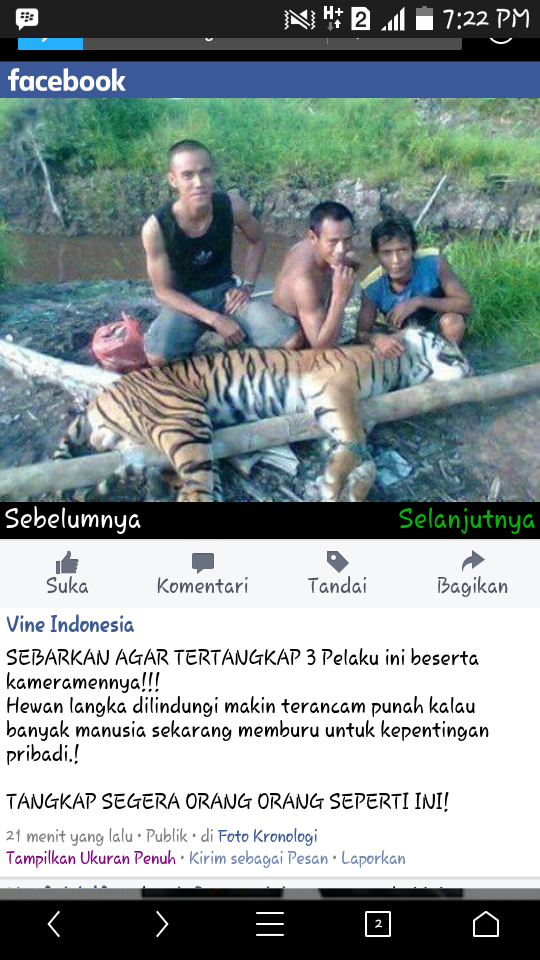 Ababil Nangkap Harimau