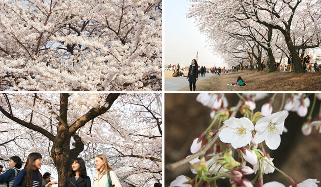 CARI TEMEN KE KOREA SELATAN &#91; SPRING 2016 &#93;