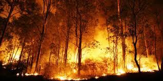 SURAT TERBUKA BUAT PRESIDENI : SITA LAHAN BEKAS KEBAKARAN HUTAN.JADIKAN HUTAN KEMBALI