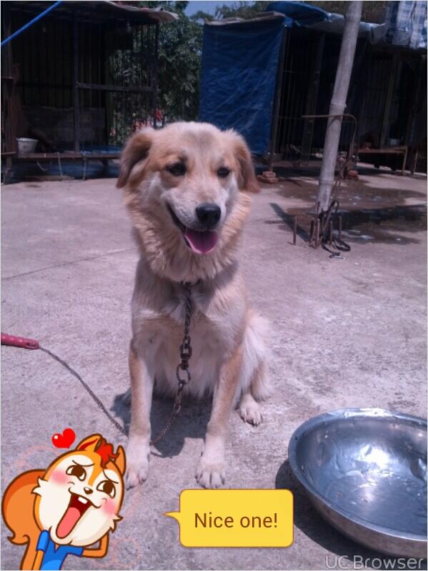 hibah anjing mix Jatinangor