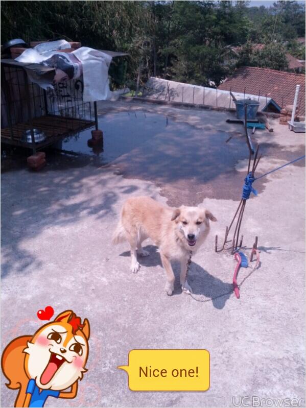 hibah anjing mix Jatinangor