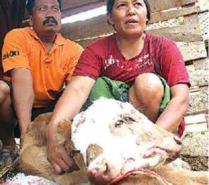 Heboh, Ada Sapi Bermata Empat dan Bermulut Dua, Ini Penampakannya!