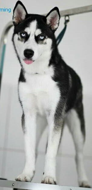 help - kehilangan anjing siberian husky