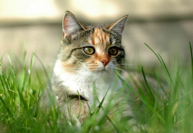 Alasan Kucing Berpura-pura Sakit