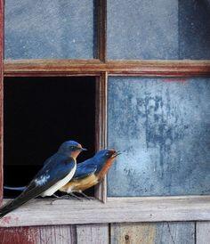 Burung yang Hinggap di Pintu Jendela &#91;NICE STORY&#93;