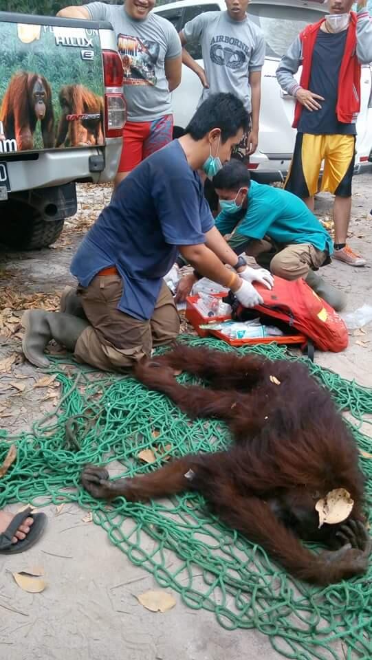 Kehebatan Pasukan Penjaga Lahan Gambut dari Tanah Borneo &#91;Dokumentasi&#93;