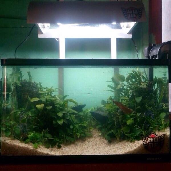 LED Lampu dan Lamphood