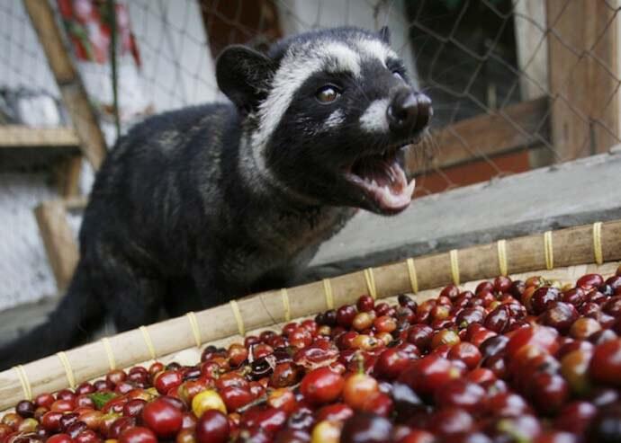 &#91;Fakta&#93; Secangkir Kopi Luwak Yang Kamu Nikmati, Ribuan Luwak Hidup Secara Tragis