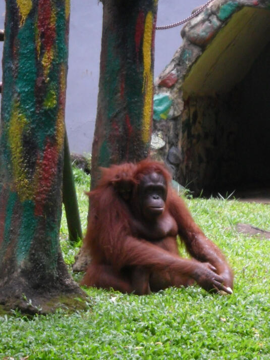 Animal Lover Masup ! RAGUNAN PUNYA KOLEKSI BINATANG BARU YANG SANGAT LANGKA !