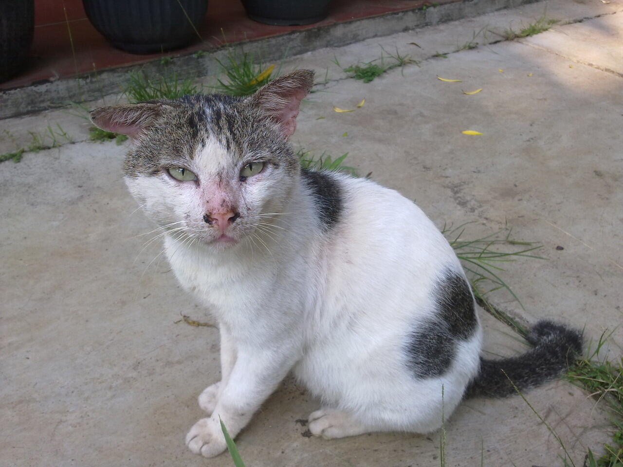 Animal Lover Masup ! RAGUNAN PUNYA KOLEKSI BINATANG BARU YANG SANGAT LANGKA !