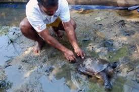 Daging Labi-labi atau Kura-kura