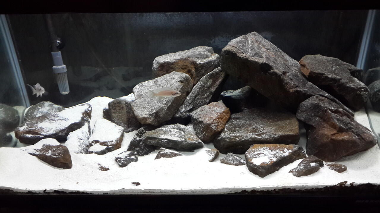 Setting Akuarium Alami Biotop ikan siklid / cichlid malawi atau tanganyika