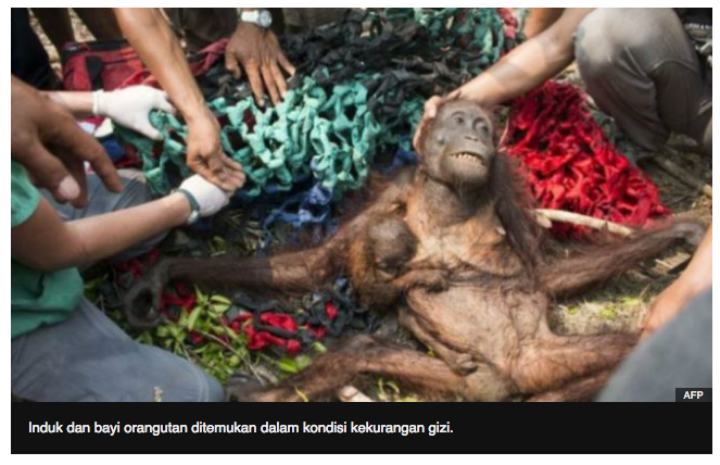 &#91;TRAGIS&#93; Induk dan Bayi Orangutan Selamat dari Kebakaran Hutan dan&amp; Amarah Warga