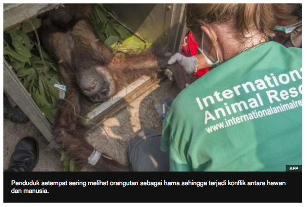 &#91;TRAGIS&#93; Induk dan Bayi Orangutan Selamat dari Kebakaran Hutan dan&amp; Amarah Warga