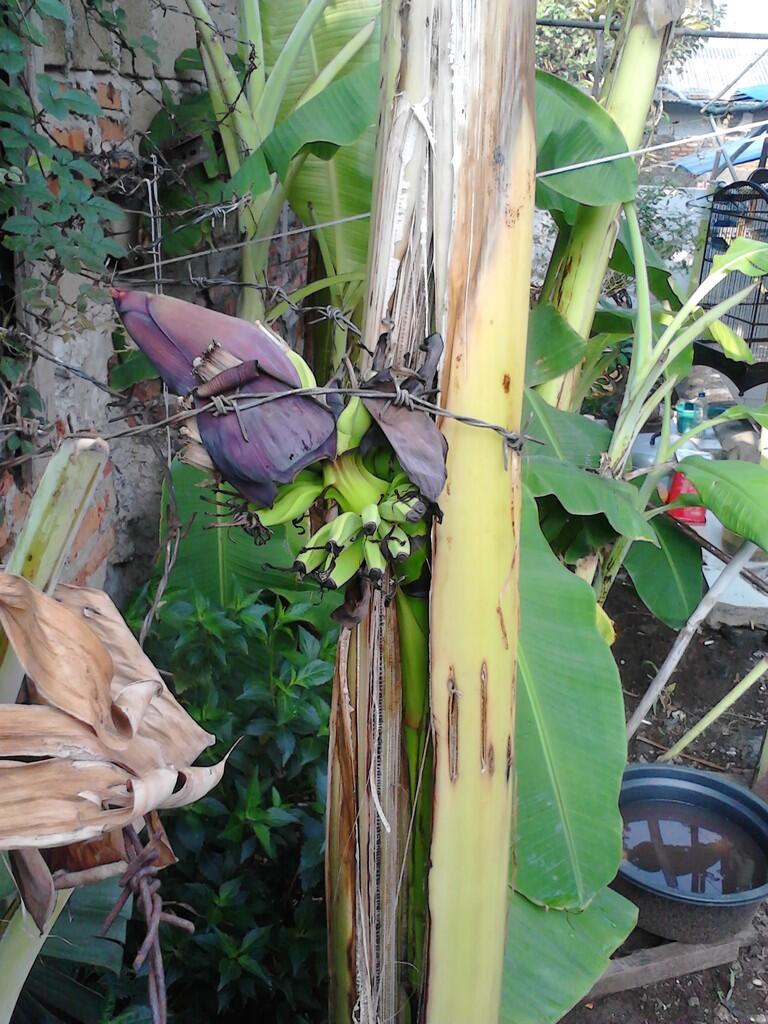 &gt;&gt; ANEH &lt;&lt;&lt;PIsang Berbuah dari tengah pohonnya