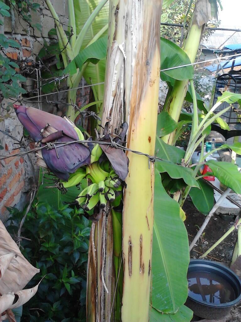&gt;&gt; ANEH &lt;&lt;&lt;PIsang Berbuah dari tengah pohonnya