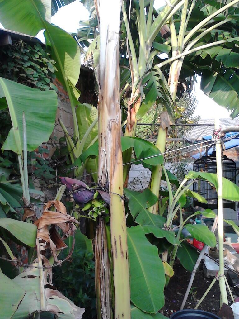 &gt;&gt; ANEH &lt;&lt;&lt;PIsang Berbuah dari tengah pohonnya