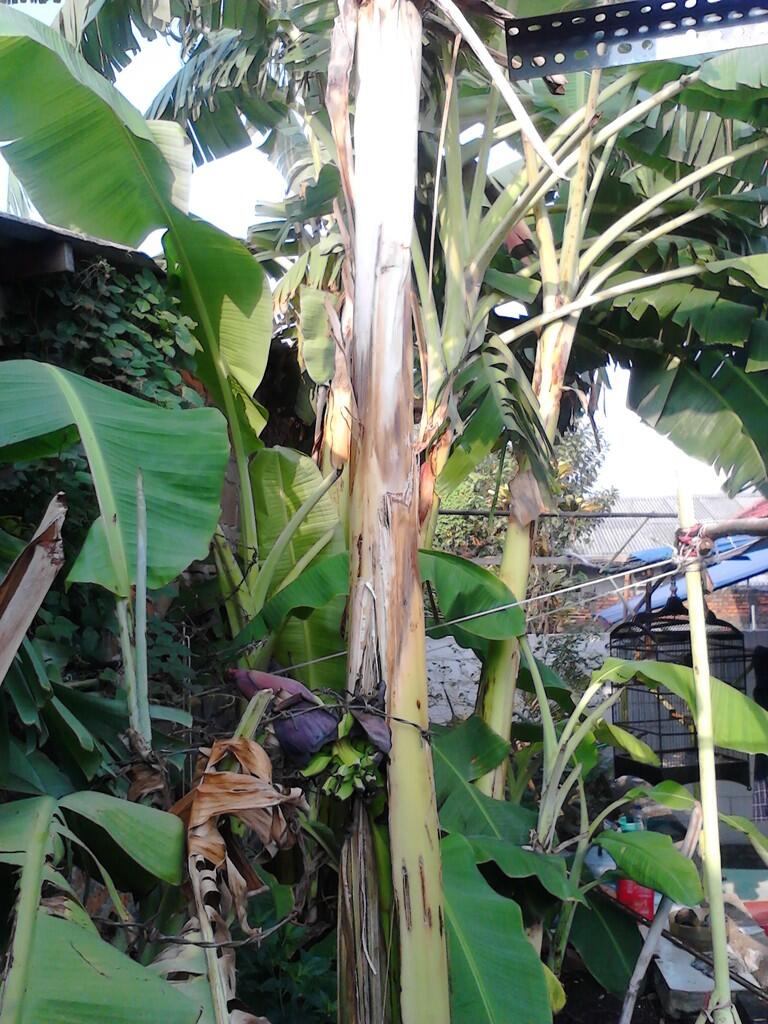&gt;&gt; ANEH &lt;&lt;&lt;PIsang Berbuah dari tengah pohonnya