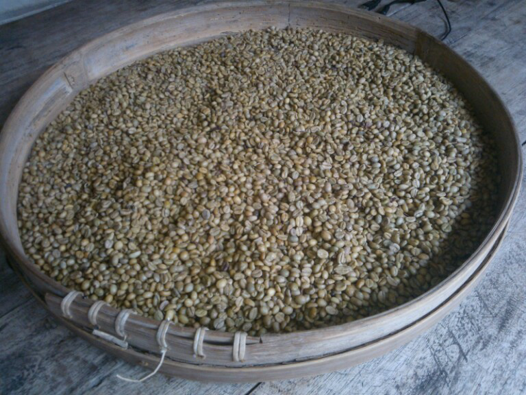 Yang tahu sejarah Kopi Sirsah / Liberica dan seputarnya mari ngobrol di sini, Gan...