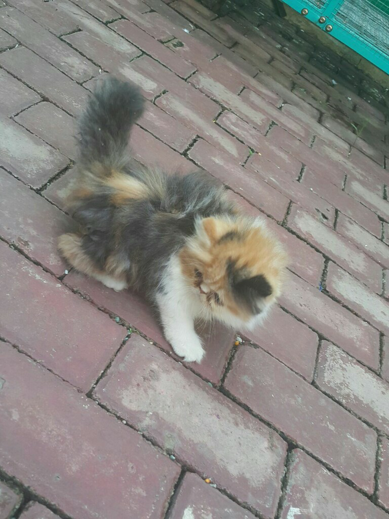 Kitten Persia Peaknose Calico Pedigree Blood