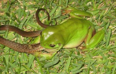 Ada Katak Makan Ular, Gan...