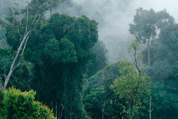 kerajaan gaib masalembo Misteri Paloh Kerajaan Siluman di Hutan Kalimantan KASKUS