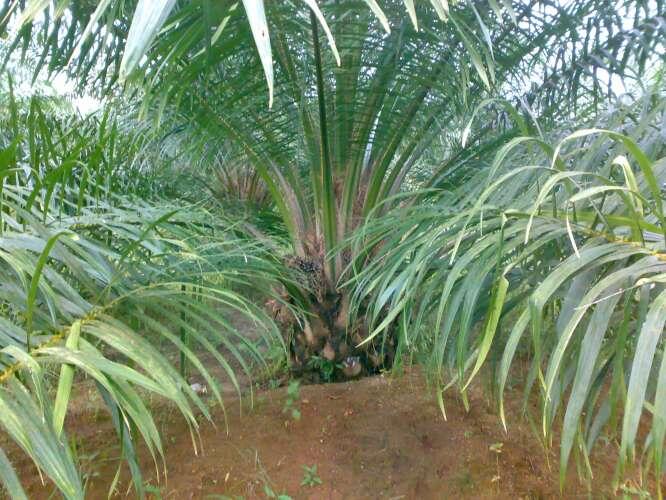 DI BUKA LOWONGAN KERJA PERKEBUNAN KELAPA SAWIT