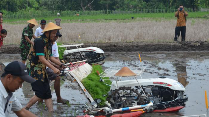 Copot Sepatu & Memakai Caping, Ganjar Pranowo Membajak Sawah di Klaten !!