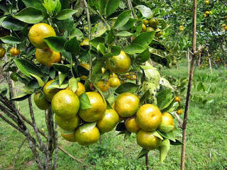 Membuat Pohon Buah-buahan Lebih Cepat Menghasilkan Berbuah part1