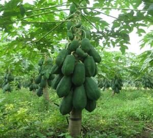 Membuat Pohon Buah-buahan Lebih Cepat Menghasilkan Berbuah part1