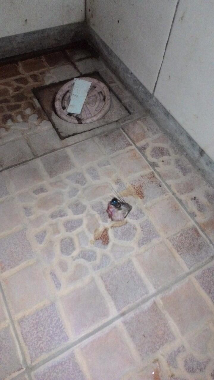 kepala tikus buntung ada keganjilan kah?