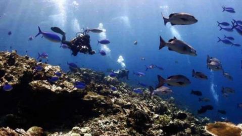 Empat Titik Menyelam Paling Terkenal di Indonesia, Tawarkan Pemandangan yang Luar Bia