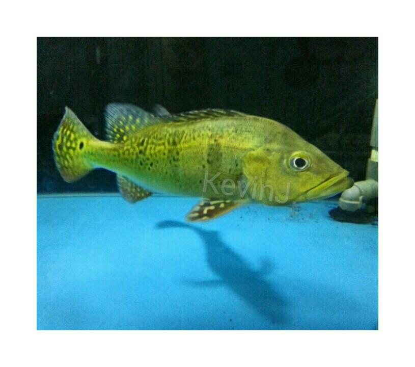 Ikan Predator RTC, Peacock Bass Kelberi, Azul, Datz Papua