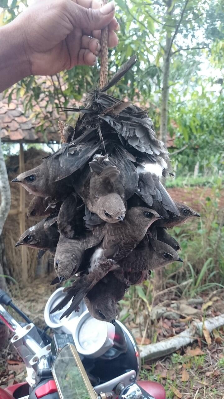 "HANYA ADA DI INDONESIA" Hoby memancing? bisa coba ini