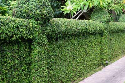 Konsep Halaman Serba Go Green