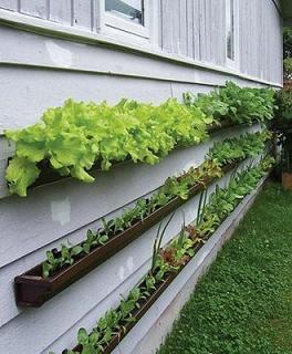 Konsep Halaman Serba Go Green