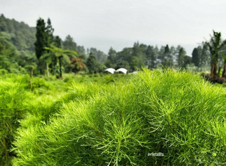 Pesona Alam Tersembunyi di Curug Kembar Batulayang