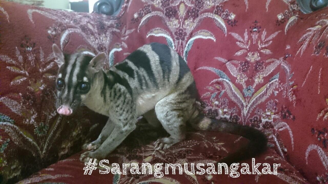 Musang Zebra, si loreng cantik asli Indonesia