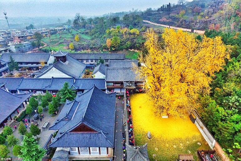 Pohon Ginkgo 'Kuning Ke-emasan' Berusia 1400 Thn Menjadi Pusat Perhatian