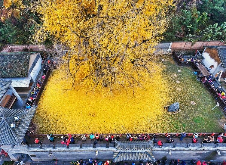 Pohon Ginkgo 'Kuning Ke-emasan' Berusia 1400 Thn Menjadi Pusat Perhatian