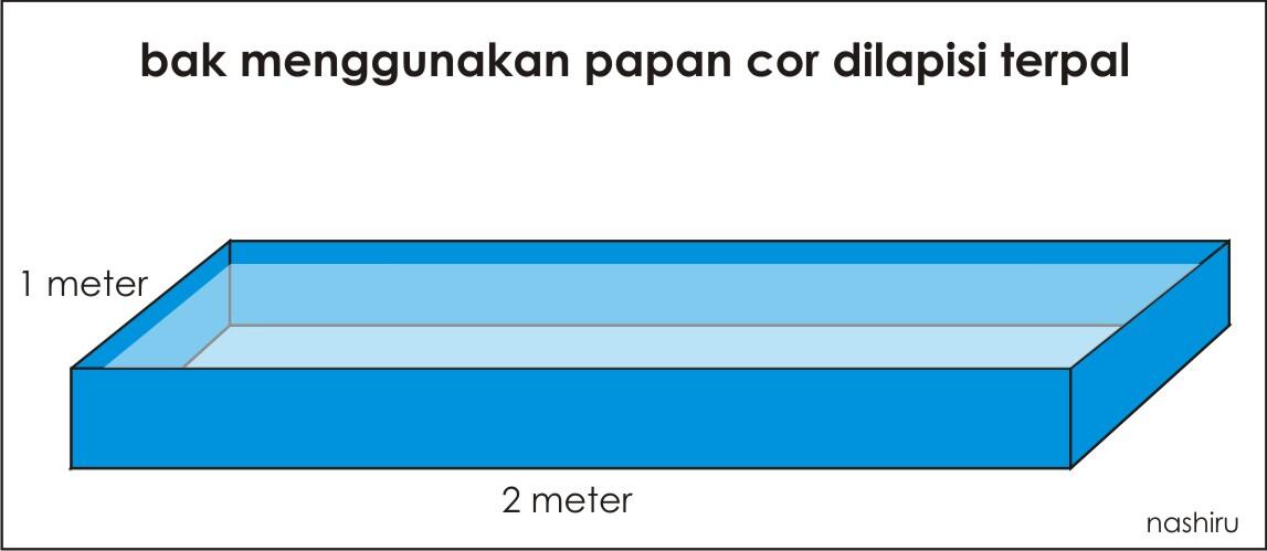 Menanam Sayur dan Budidaya Ikan Cupang Secara Organik di Rumah