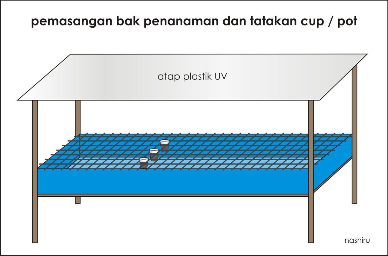 Menanam Sayur dan Budidaya Ikan Cupang Secara Organik di 