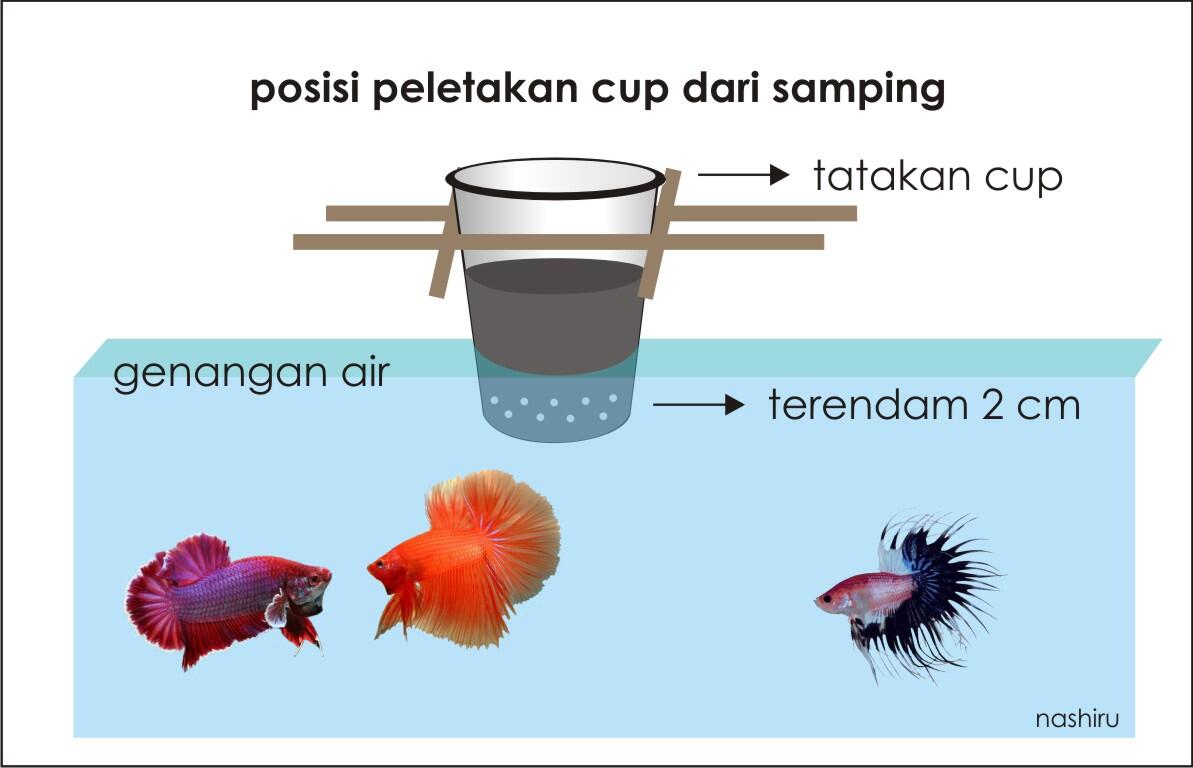 Menanam Sayur dan Budidaya Ikan Cupang Secara Organik di 