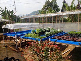 Menanam Sayur dan Budidaya Ikan Cupang Secara Organik di Rumah