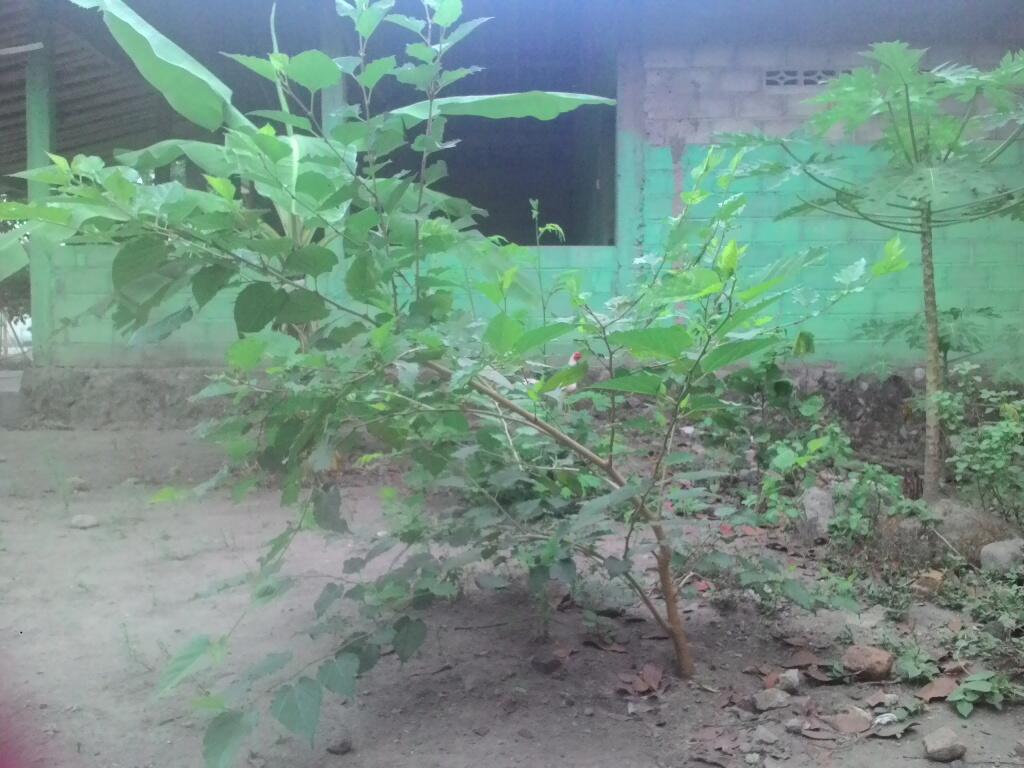 Menanam Sayur dan Budidaya Ikan Cupang Secara Organik di Rumah