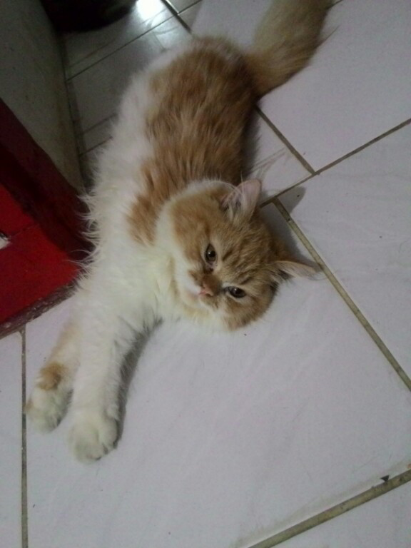 HELP. KUCING HILANG daerah Jakarta