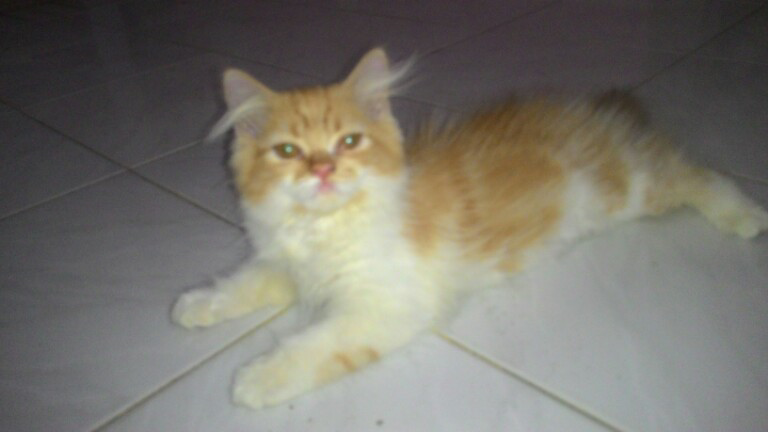 HELP. KUCING HILANG daerah Jakarta